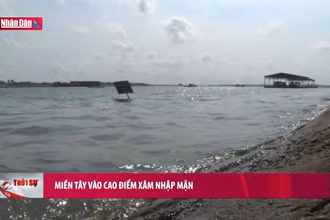 Miền Tây vào cao điểm xâm nhập mặn