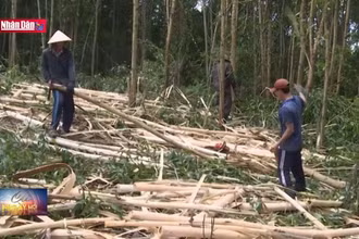 Điểm sáng trong liên kết 3 nhà ở Phú Yên