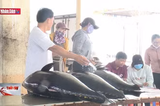 Ngư dân tương trợ nhau vươn khơi khi giá dầu cao, giá cá ngừ giảm mạnh