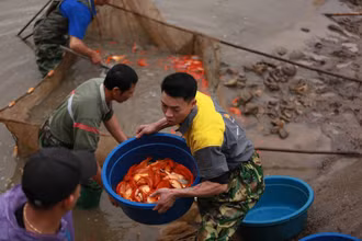 Người dân làng Thủy Trầm thu hoạch cá chép đỏ.