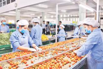 Lựa chọn, phân loại nông sản của các đơn vị liên kết sản xuất tại Công ty TNHH Sản xuất và Thương mại nông sản Phong Thúy (huyện Đức Trọng, Lâm Đồng).