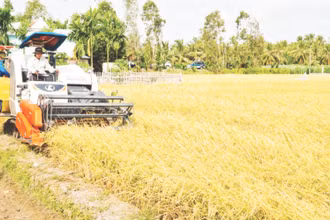 Nông dân tỉnh Sóc Trăng thu hoạch lúa hè thu.