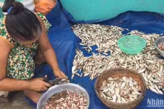 Cá linh đặc sản chỉ có trong mùa nước nổi