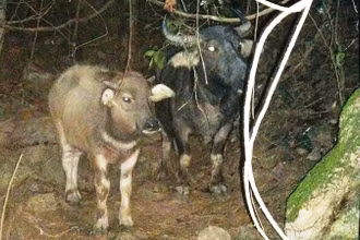 Con trâu và nghé bị dắt trộm trong đêm.