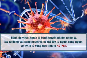 [Video] Phòng, chống dịch bệnh do virus Nipah ngay tại các cửa khẩu
