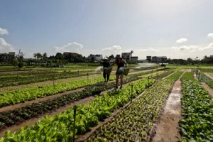 [Video] Vùng rau Trà Quế Hội An sẵn sàng đón tết