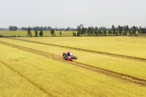 [Video] Hình thành 5 vùng nguyên liệu nông, lâm sản đạt chuẩn
