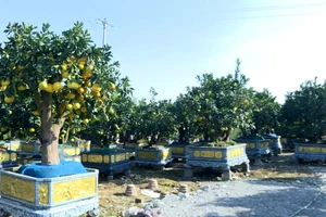 [Video] “Thủ phủ” quất, bưởi cảnh Văn Giang sẵn sàng cho thị trường Tết