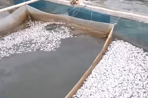 [Video] Cá chết hàng loạt trên sông Hiếu ở Quảng Trị là do nguồn nước có dấu hiệu suy giảm chất lượng