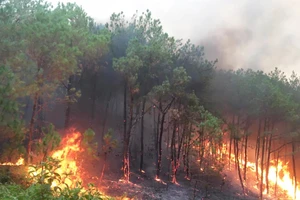 [Video] Tăng cường phòng cháy, chữa cháy rừng do nắng nóng diện rộng