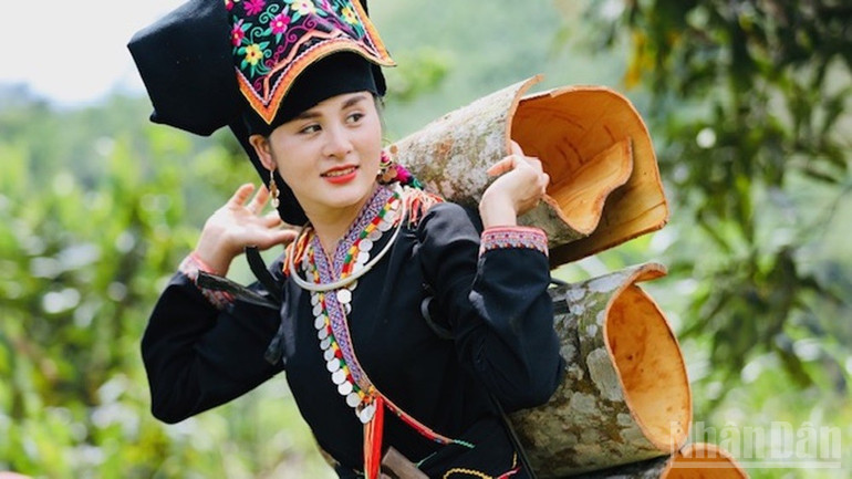 Niềm vui được mùa quế của người Dao Lào Cai. ndo_br_0u8a6908.jpg