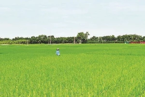 Trên nhiều diện tích gieo cấy sớm, lúa đã lên xanh tốt.