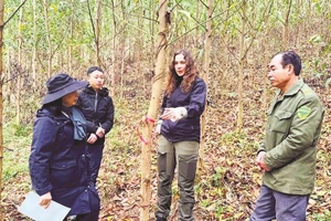 Các chuyên gia, nhà khoa học của Tập đoàn IREKA và Viện Lâm nghiệp kiểm tra mã số truy xuất vùng trồng rừng tại diện tích rừng của Công ty Lâm nghiệp Yên Sơn.