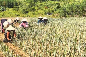 Nông dân xã Sơn Hạ liên kết với doanh nghiệp chuyển đổi cây trồng không hiệu quả thành vùng nguyên liệu dứa.