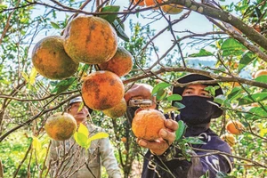 Những nông dân người đồng bào thiểu số thu hoạch cam tại vườn cam Hai Đông.