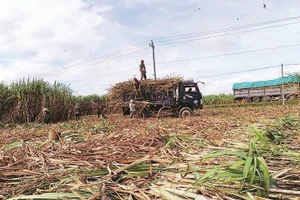 Mía đang trở thành cây trồng mang lại nguồn thu nhập ổn định cho người dân.