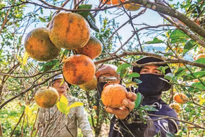 Những nông dân người đồng bào thiểu số thu hoạch cam tại vườn cam Hai Đông.