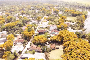 Làng Hương Trà, phường Hương Trà, thành phố Đà Nẵng mùa hoa sưa nở.