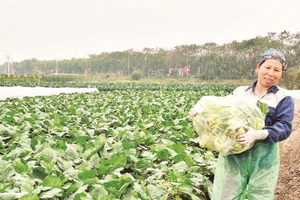 Hiện nay, phụ nữ vẫn chiếm đa số trong cơ cấu lao động sản xuất nông nghiệp.