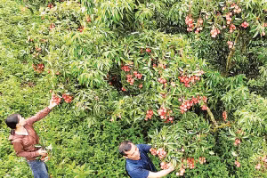 Vải thiều tại xã Tân Sơn, Bắc Ninh (Ảnh NGUYỄN HƯỞNG) 