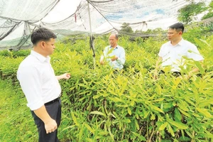 Ông Voòng Cá Lành (đứng giữa) chia sẻ về sự thành công của Hợp tác xã Voòng Dính, tỉnh Lai Châu trong việc sản xuất cây giống lâm nghiệp.