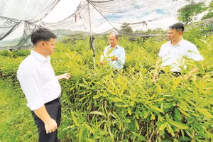 Ông Voòng Cá Lành (đứng giữa) chia sẻ về sự thành công của Hợp tác xã Voòng Dính, tỉnh Lai Châu trong việc sản xuất cây giống lâm nghiệp.