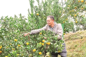 Với hơn 700 ha, Mường Khương là vùng trồng quýt lớn nhất tỉnh Lào Cai.