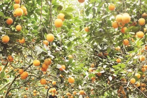 Người dân xã Cao Phong thu hoạch cam.