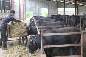 Mô hình nuôi bò lai 3B tại xã Chiềng Mai, tỉnh Sơn La đang mở ra hướng sản xuất mới.