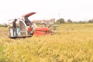 Lúa nếp nhung Tam Sơn vào vụ thu hoạch.