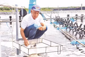 Ông Lê Văn Sấm bên ao nuôi tôm ứng dụng công nghệ cao