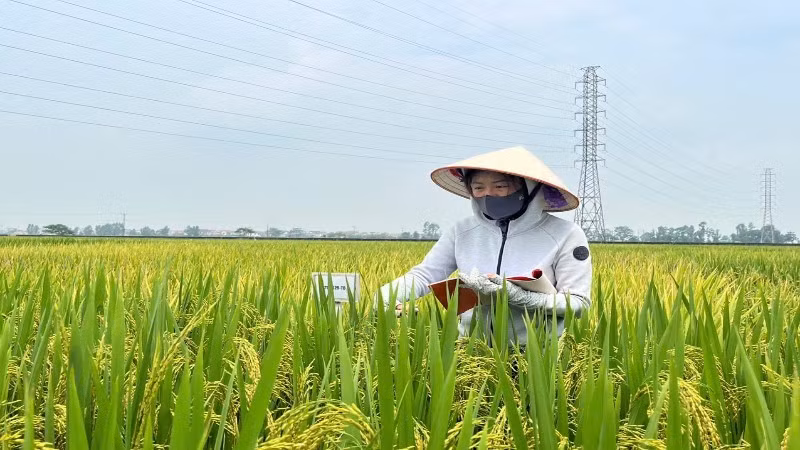 Nghiên cứu, chọn tạo giống lúa tại Viện Cây lương thực và Cây thực phẩm.