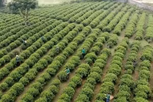 [Video] Giữ “vàng xanh” trên núi Hồng Thái