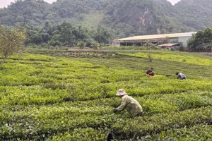 Nông dân tỉnh Sơn La thu hoạch chè. (Ảnh: Bảo Hân)