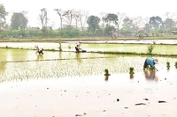 Nông dân xã Phùng Nguyên, tỉnh Phú Thọ xuống đồng gieo cấy lúa đông xuân.