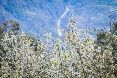 Hồng Thái mùa xuân. Ảnh: Thành Đạt