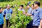 Đồng chí Lê Thành Đô (người thứ tư từ phải sang), Chủ tịch Ủy ban nhân dân tỉnh Điện Biên, thăm mô hình trồng xen cây cà-phê với mắc-ca của người dân xã Quài Nưa, huyện Tuần Giáo. (Ảnh: HÙNG TRÁNG)