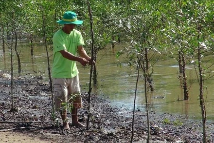 Ảnh minh họa: Người dân xã Mỹ Long Nam, huyện Cầu Ngang, tỉnh Trà Vinh (cũ) trồng rừng. (Ảnh: Thanh Hòa - TTXVN)