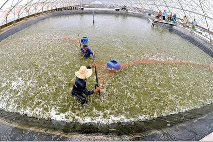 Thu hoạch tôm nuôi theo mô hình ứng dụng công nghệ cao ở Bạc Liêu. (Ảnh: TRỌNG DUY)