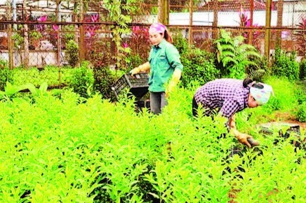 Phát triển sinh kế cho nhân dân ở vùng đệm Vườn quốc gia Ba Vì. (Ảnh: HẢI LÂM)