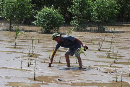 Người dân trồng rừng bên trong kè Cồn Cống, Tân Phù Đông, tỉnh Tiền Giang (cũ). (Ảnh: Minh Trí - TTXVN)