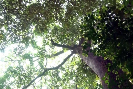 Ảnh minh họa: Rừng Lòi Chùa ở thôn Đồng Thành (xã Nam Trạch, huyện Bố Trạch, tỉnh Quảng Bình) là khu rừng nguyên sinh với nhiều cây cổ thụ quý. (Ảnh: Tá Chuyên - TTXVN)