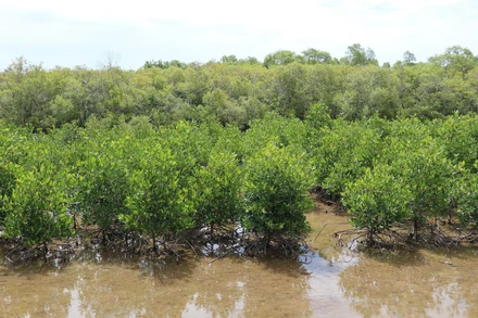 Vành đai rừng phòng hộ trồng thêm giúp tuyến đê biển Gò Công tránh được xói lở trực diện bởi sóng biển. (Ảnh: Hữu Chí - TTXVN)