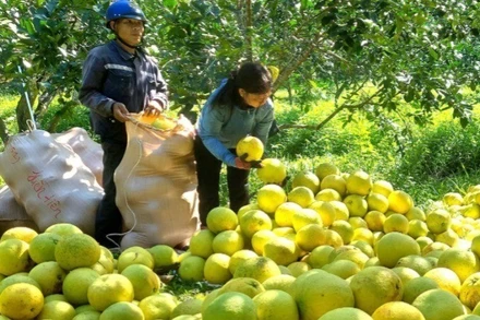 Nhãn hiệu chứng nhận “Bưởi Tuyên Hóa” tạm thời được giao cho Sở Khoa học và Công nghệ Quảng Bình quản lý khi bỏ cấp huyện.