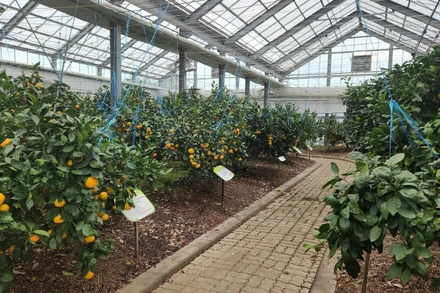 Nông nghiệp xanh kết hợp với dịch vụ du lịch trở thành một hướng phát triển chiến lược của Jeju (Hàn Quốc) trong nhiều năm qua. (Ảnh: Trường Giang – TTXVN)