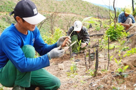 Người dân trồng rừng bằng giống keo lai. (Ảnh: Xuân Triệu - TTXVN)