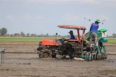 Cánh đồng 1 triệu ha lúa chất lượng cao, giảm phát thải áp dụng cơ giới hóa sạ hàng giúp giảm lượng giống gieo sạ xuống còn 60kg/ha. (Ảnh: Thu Hiền - TTXVN)