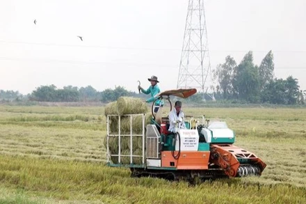 Rơm trên đồng được cuộn để tái sử dụng trong trồng nấm - mô hình kinh tế tuần hoàn giúp giảm phát thải khí nhà kính hiệu quả. (Ảnh: Thu Hiền - TTXVN)