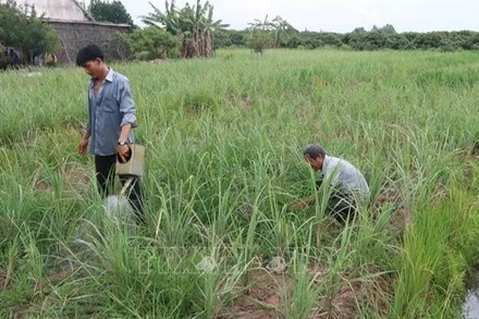 Ảnh minh họa: Nông dân tỉnh Tiền Giang (cũ) chăm sóc vườn sả. (Ảnh: Minh Trí - TTXVN)