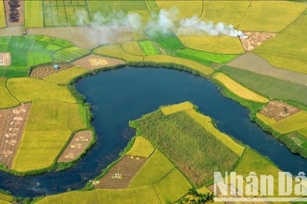 Cánh đồng Bắc Sơn, Lạng Sơn mùa lúa chín. (Ảnh: VŨ LINH) 